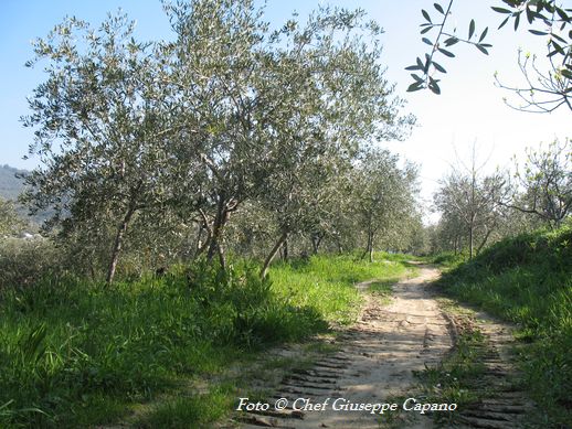 Strada oliveto