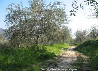 Strada oliveto