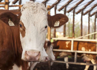 benessere animale, vacca nella stalla