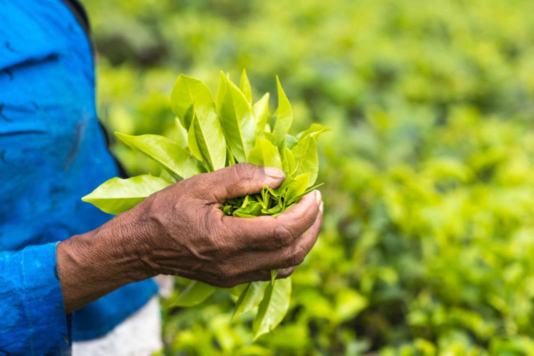 tè del commercio equo e solidale nelle mani di una donna in un campo di tè