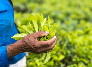 tè del commercio equo e solidale nelle mani di una donna in un campo di tè