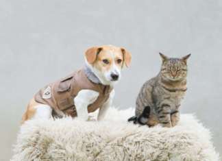 cani e gatti inverno