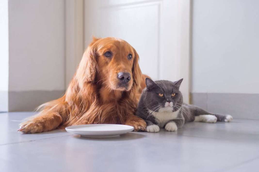 cani e gatti in sovrappeso