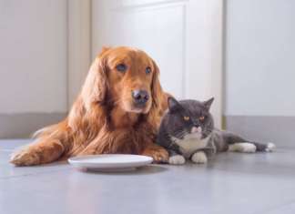 cani e gatti in sovrappeso