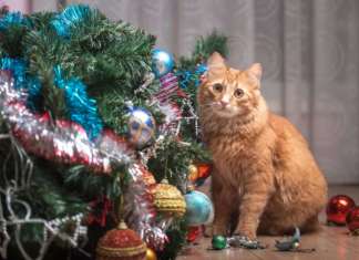 animali e addobbi natalizi